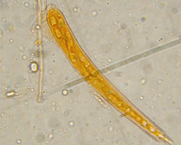 Hymenoscyphus scutula - Mini mini fungo